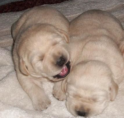 Current english yellow lab litters for sale in wisconsin. AKC English Labrador puppies for sale in Allegan MI. 269 ...