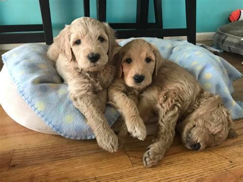 Not only can they can melt your heart with their loving eyes, these beautiful pups can also learn quickly and are always eager to please you, make you their best friend. Goldendoodle Puppies in Portland, Oregon for Adoption