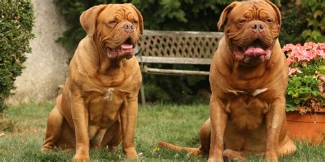 Die bordeaux dogge ist ein gemütlicher hund, der aufgrund seiner masse keinen extremen sport treiben sollte. Bordeauxdogge, Rasseportrait zu Alter, Charakter, Haltung ...