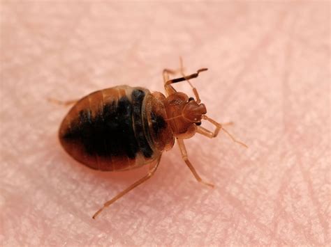 Our network of pest control experts is composed of highly skilled and most of our indiana pest control companies offer same day service for bed bugs treatment. Boggs Pest Control | Pest Issues | Jeffersonville, IN