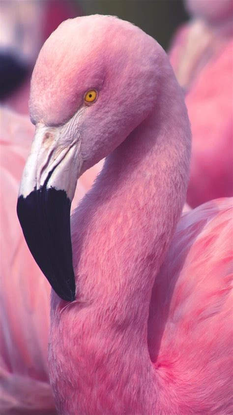 Baby blue pink flamingo iphone wallpaper @panpins. Pink flamingo | Flamingo wallpaper, Pink wallpaper iphone ...