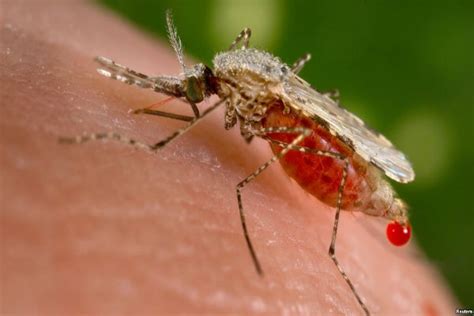 Pada nyamuk fase seksual terjadi pada lambung nyamuk. Satu Harapan: Peneliti Temukan Kelemahan Parasit Malaria ...