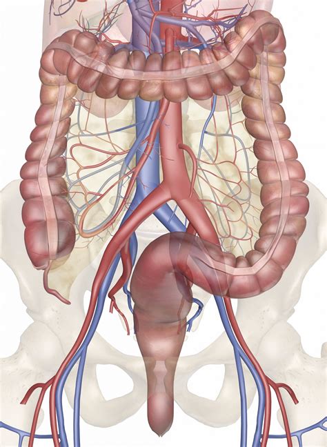 Arteries • carries blood away form the heart. The Blood Vessel That Carries Blood From Gut To The Liver ...