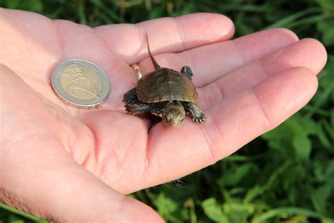 Freisitz aus buchenholz, nymphensittiche kleine papageienarten, sittiche, 165 cm. Willkommen daheim, kleine Schildkröten! - Tiergarten ...