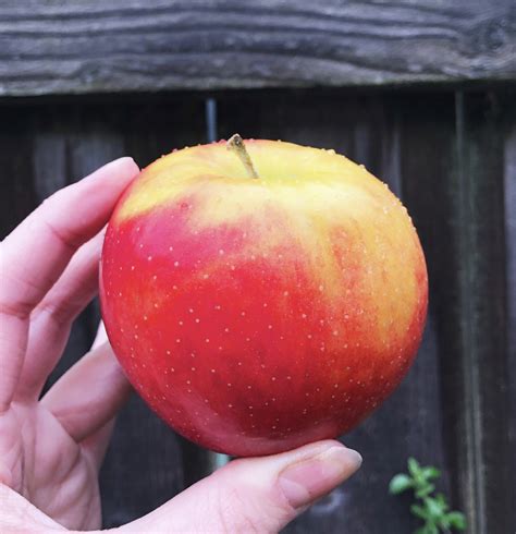 Mid klamath watershed council planning your orchard. Pollination Guide - One Green World