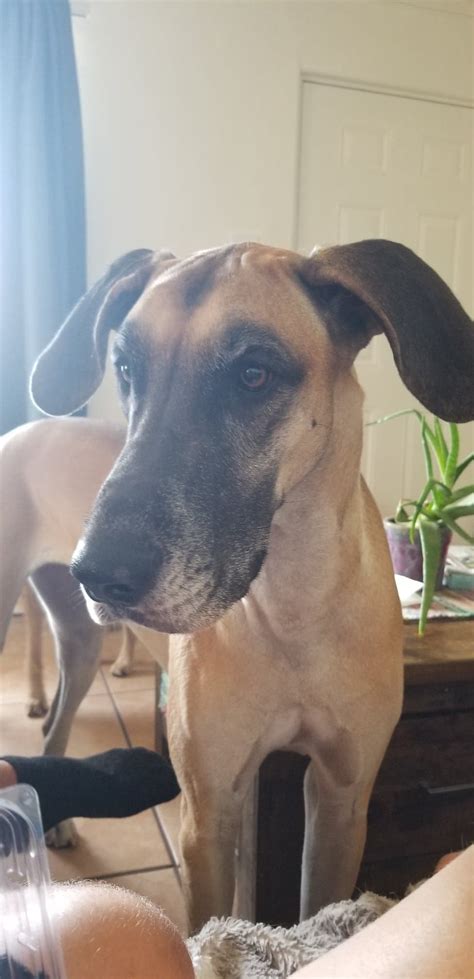 Free classified ads for pets lost & found and everything else in tucson. Lost Dog Great Dane in TUCSON, AZ - Lost My Doggie