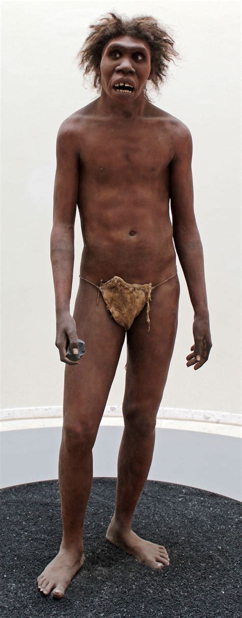 Ain't nothin' but a stranger in this world. Homo erectus - Homo ergaster