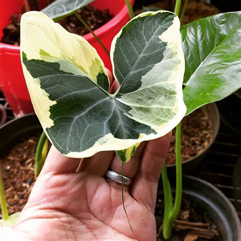 Bunga lotus bisa berukuran hingga 20 cm, sementara daunnya yang berbentuk bulat sempurna bisa tumbuh hingga 60 cm. 10 Gambar Bunga Keladi Tikus Varigata | Gambar Top 10