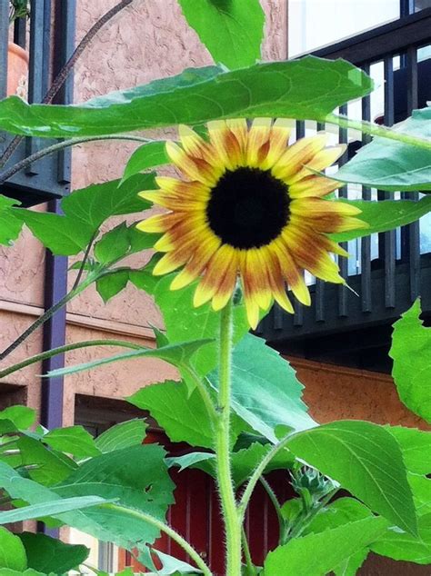 We did not find results for: Good closeup of a Strawberry Blonde sunflower! | Summer ...