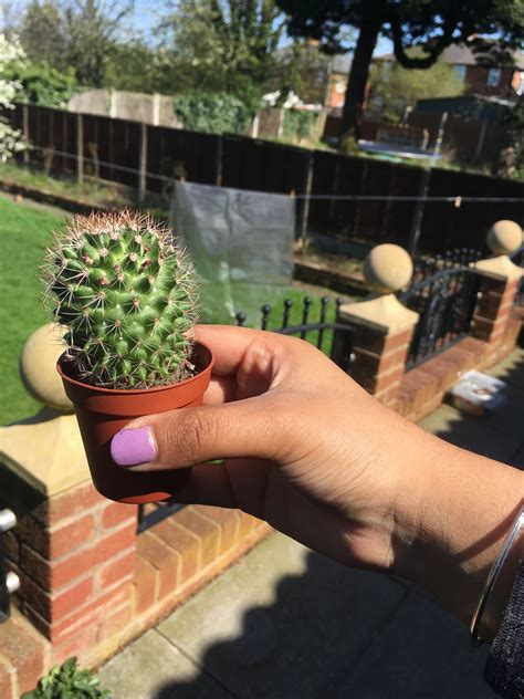 In nature, the spines protect easy to keep.5. Does my cactus have root rot and if so how do I save it ...