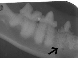 Extraction Complications: Part 3
