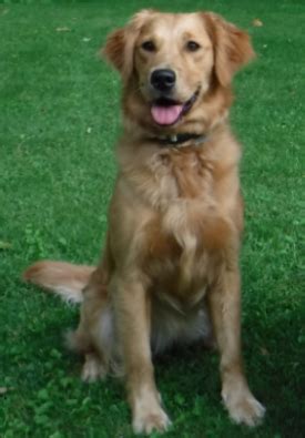 While haley did a terrific job in the field, she was never trained to any level of proficiency other than her natural. Golden Retriever Puppies For Sale Wisconsin.