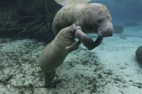 Maybe you would like to learn more about one of these? A baby manatee has to go "up on tip toes" to nurse from ...