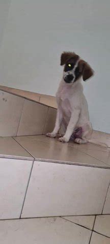 Photo bewuang pet shop, puchong, selangor, malaysia. Jack Russell Terrier Mix Puppy For Adoption - 5 Months ...