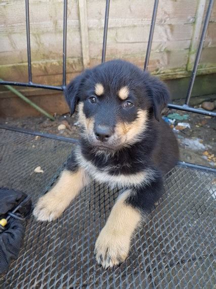 Buy and sell thousands of cute puppies looking for good homes, all across the usa. Facts About the Rottweiler Husky Mix