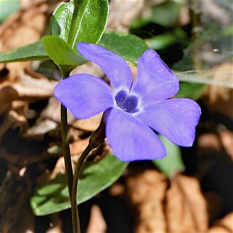 Fiorellini bianchi su fondo blu. Vinca minor | L'Erbario di Raffaele