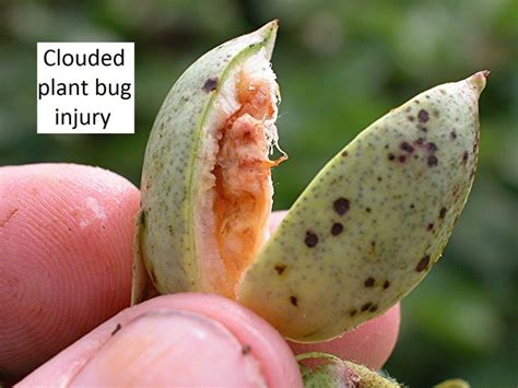 April 2012 this good practice guide provides simple guidance for the safe and environmentally friendly recovery of empty plant protection. plantbugs-cotton (3) - UT Crops Pest Guides