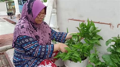 Kamu bisa membuat kebun sayur mini sederhana di pekarangan rumah mu. Kebun Di Rumah - YouTube