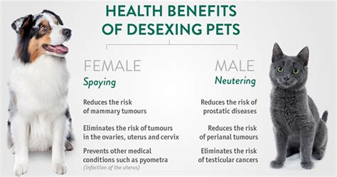 Funny video of a cat and dog mating. Is Desexing Your Pet Worth It? Cost vs Benefits | Blog ...