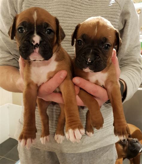 2.4 shannon s shamrock kennels Boxer Puppies For Sale | Greenville, SC #316416 | Petzlover