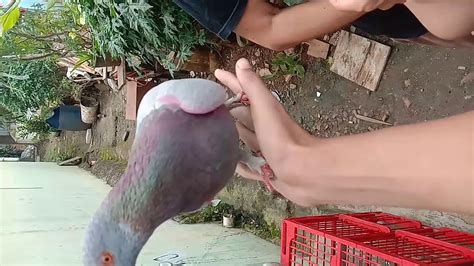 Ordo ini mencakup sekitar 300 spesies burung kerabat pekicau. Burung Merpati Rumahan #Tanggerang - YouTube