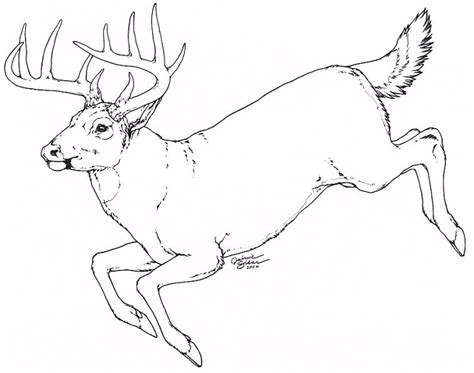 Check spelling or type a new query. Whitetail by Emryswolf on DeviantArt