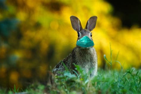 Wear a mask, wash your hands, stay safe. easter bunny with face mask