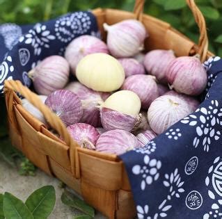 Garlic is an incredibly useful seasoning, but it's not impossible to misuse it. Single Clove Garlic Solo Garlic - Fengbo Planting Union ...