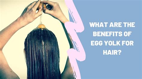 Those with excessively oily hair and scalp should use only the egg whites for these remedies. What are the benefits of egg yolk for hair - YouTube