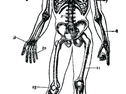 All about your bones, how they give you now pick the cover you prefer (boy or girl, black & white or cream colored), cut sheets in half. Skeletal System Coloring Pages at GetColorings.com | Free ...