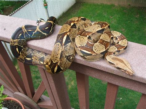 See more ideas about boa constrictor, boa, reptiles. kingsnake.com photo gallery > Boa Constrictors > Normal BCI