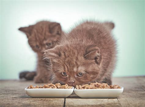 In cuccioli italiani trovi tutte le informazioni su questo spendido animale. L'alimentazione del cucciolo - Quattro Zampe