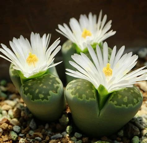 However, the bloom is coming off the side, so it is not the bloom of death. 🌵Lithop Bloom 😎🤗😜 📷 by @shabomaniac_2018
