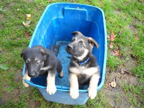We specialize in purebred akc german shepherd puppies! German Shepard Puppies 12 weeks old. 2 females. Have 1st ...