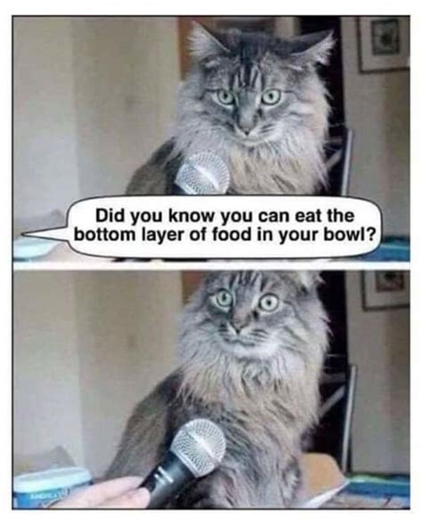 Cat owners frequently wonder which human foods are toxic to their pets. Did you know you could eat the bottom layer of cat food in ...