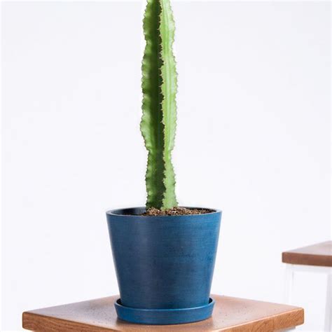 Cactus water (like many plant waters) is full of electrolytes and simple sugars (from the cactus fruit puree) and can help you during and after exercise. Why Succulents Make Such Good Houseplants