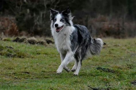 What is most likely is that the two herding dog breeds were. Border Collie Australian Shepherd Mix Blue Merle