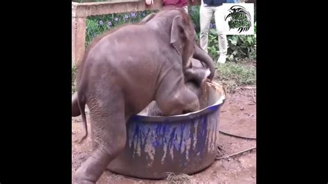 Baby elephant fah sai splashes around at elephant retirement park in phuket. Viral Videos - Happy Baby Elephant Bathing - YouTube