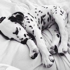 However, the life expectancy of stage 4 depends upon the condition of the people. How Long will my Dog Live? - Find Out With Stats & Facts