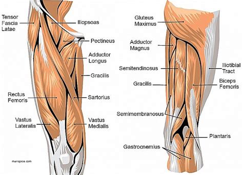 Tendons of the anterior compartment of the leg, the anterior tibial vessels, and the deep peroneal nerve pass under it. Image result for muscles of hip | Leg muscles anatomy, Leg ...