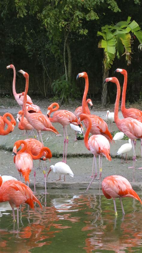 Flamingos or flamingoes are a type of wading bird in the family phoenicopteridae, the only bird family in the order phoenicopteriformes. flamencos | Animals, Animal kingdom, Flamingo