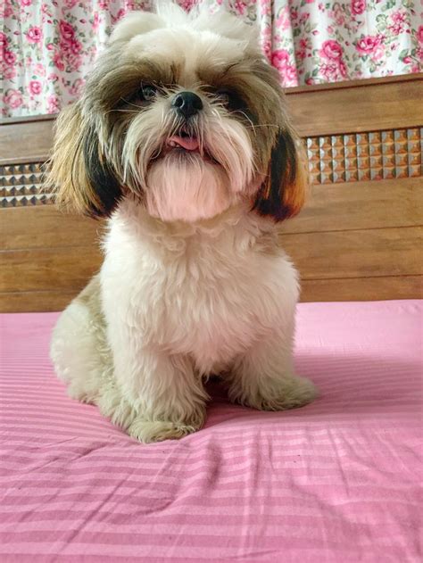 Maybe you would like to learn more about one of these? Pin by Sanjana Athriya on Tipsy the #Shihtzu | Shih tzu ...