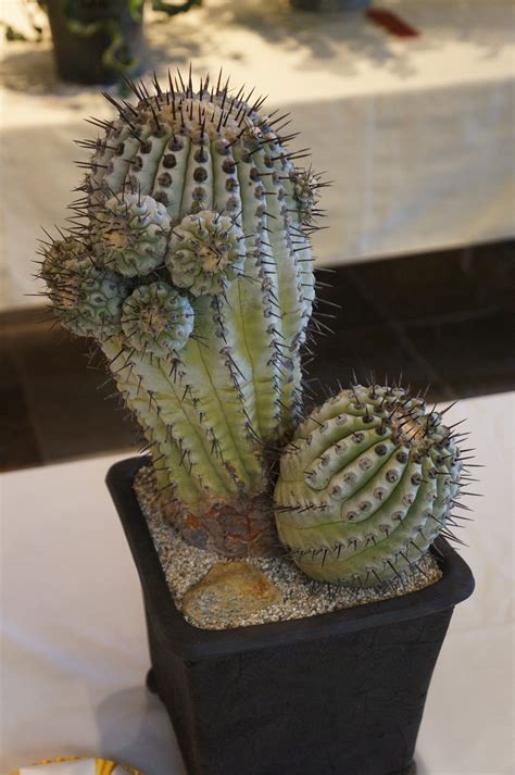 Desert cacti thrive in lots of light, warmth, low moisture and good draining soil. Copiapoa cinera - CSSA 2015.JPG | Cactus, Cactus plants ...