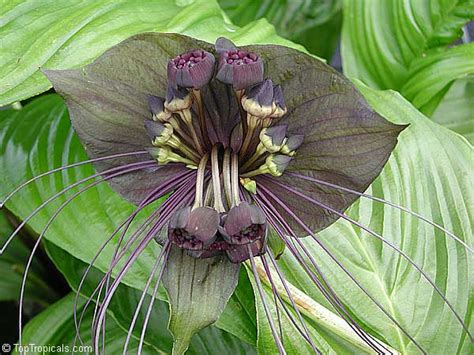 Plants designated with a sku. Tacca chantrieri, Bat Head Lily, Bat Flower, Devil Flower ...