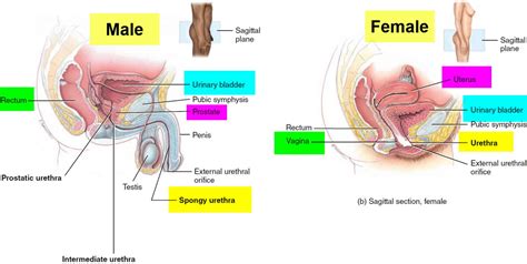 Everyone's bladder is different though, so some can hold more than that amount, some less. Urge incontinence causes, symptoms, diagnosis, prevention ...