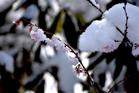 Doujin music | 同人音楽 8 янв 2015 в 18:38. 雪の花・ジュウガツザクラ、ナンテン、サザンカ - 木の花