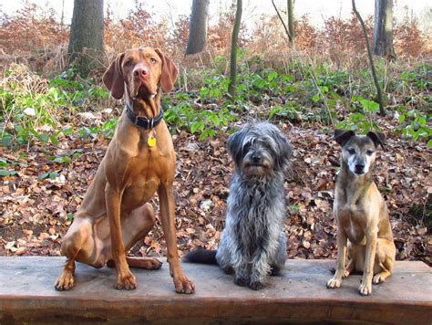 Sprüche zum nachdenken auf sozialen medien. Beziehung zwischen Mensch und Hund Hundetrio ...