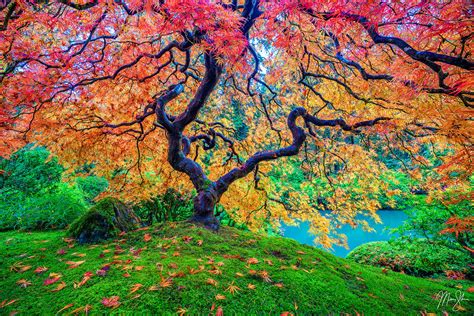 Natural knockers peter north 719x480 image and much more on justpicsof.com. Where is Peter Lik's Tree of Life Located? The Portland ...