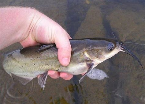 Doa memancing ikan yang diamalkan oleh nabi khidir. Doa Mancing Ikan Patin Liar yang Susah Makan Umpan - TRIK ...