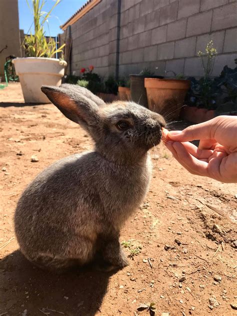 Lionhead rabbits make good pets for children but can be very mean if you pick them up after they reach about six months old. Get Do Bunnies Make Good Pets Reddit - Wayang Pets